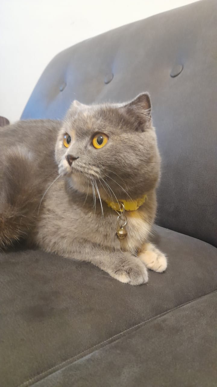 كلوي مفقودة في حي الكريت في مدينة صور 