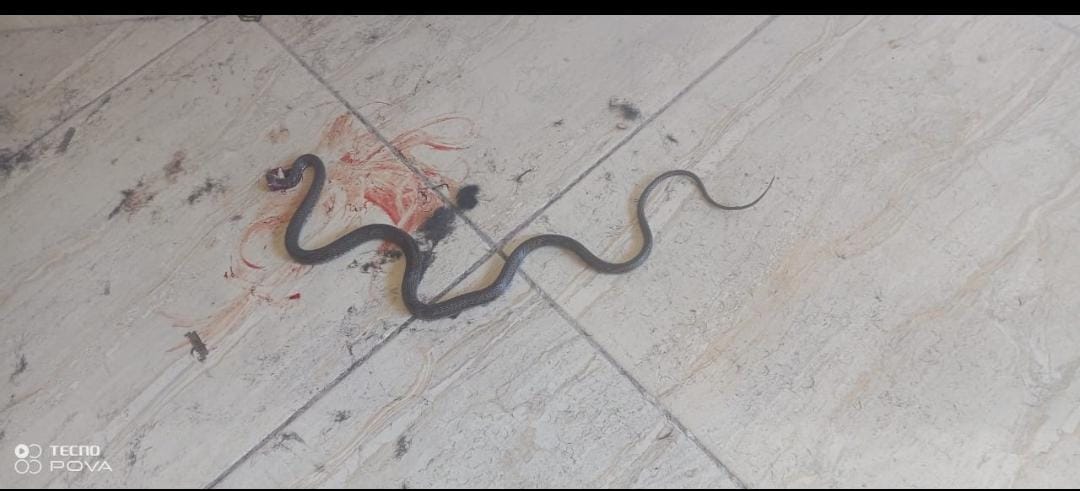 العثور على أفعى سامة داخل أحد صالونات الحلاقة