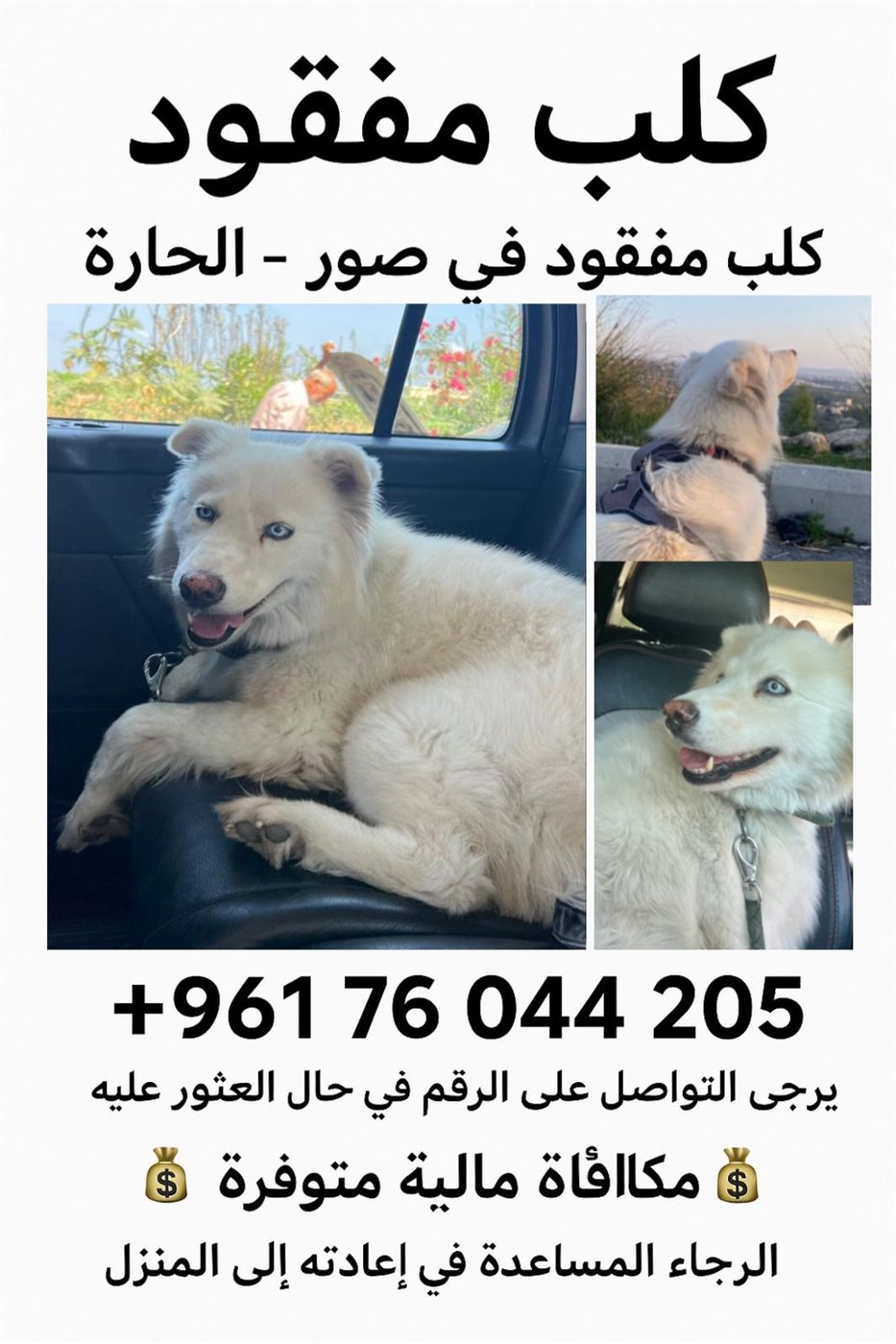 لكسي مفقود في صور ومكافأة لمن يعثر عليه