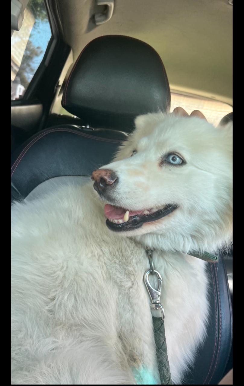 لكسي مفقود في صور ومكافأة لمن يعثر عليه