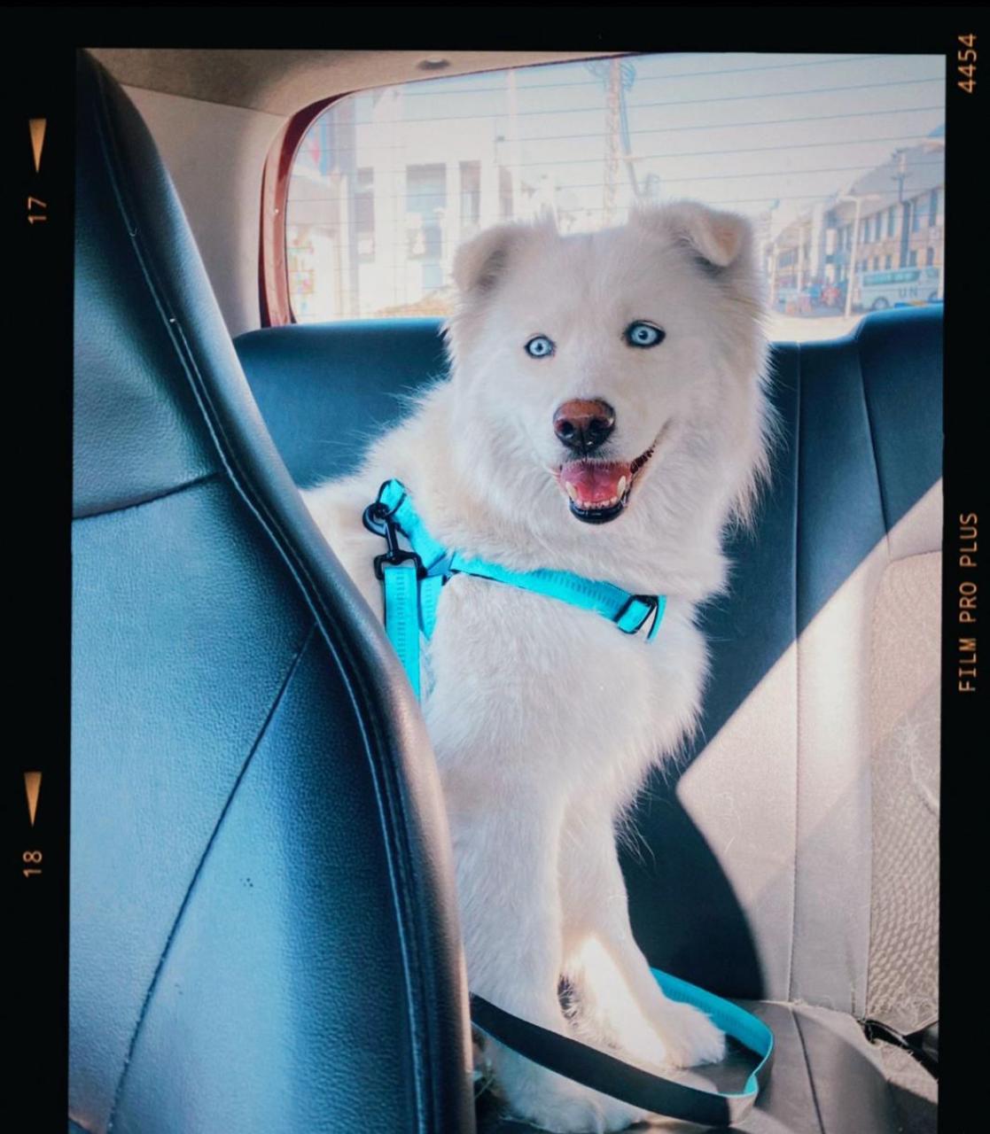 لكسي مفقود في صور ومكافأة لمن يعثر عليه