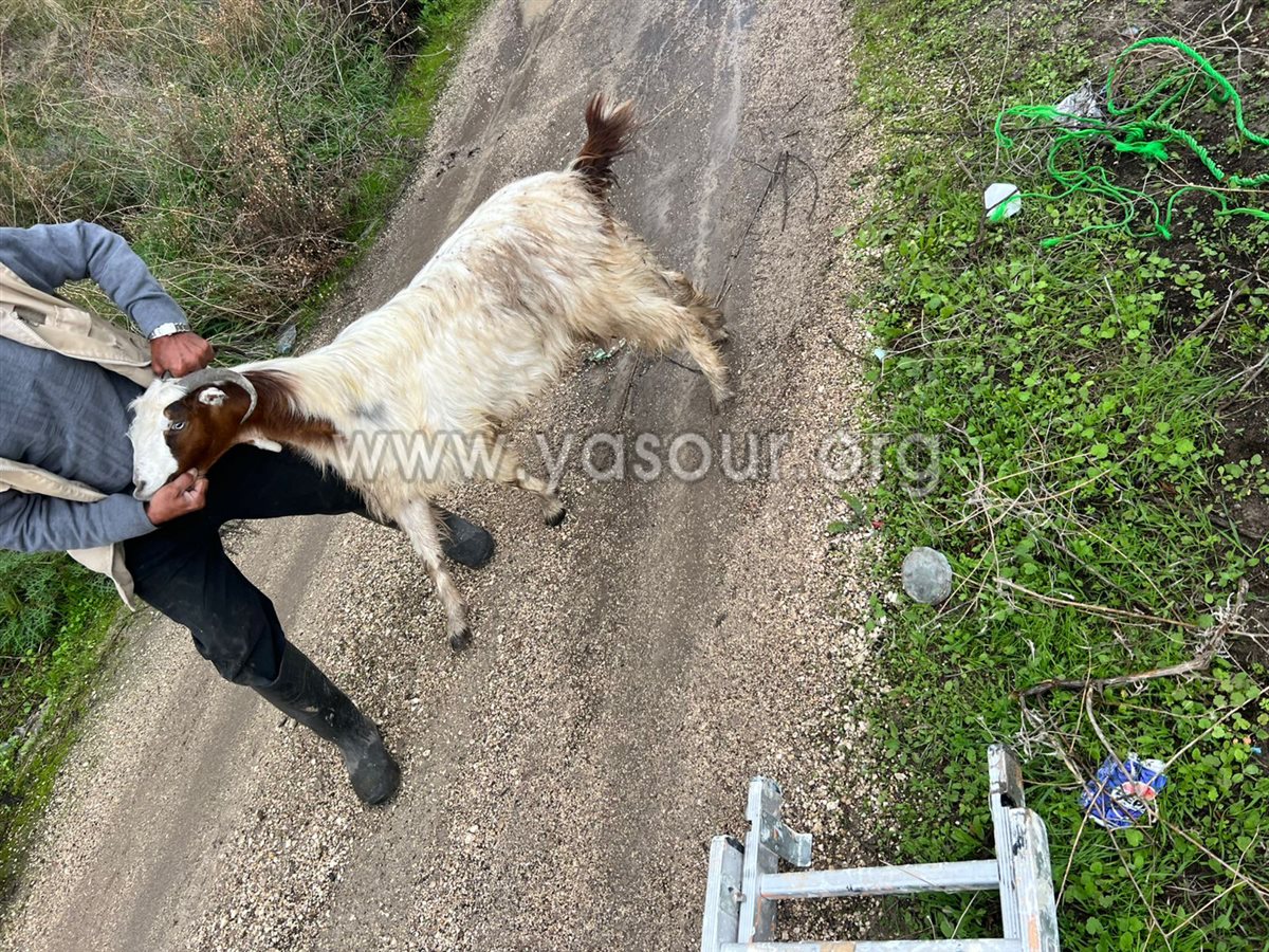 انقاذ العنزة صبحة بعد سقوطها في حفرة عميقة