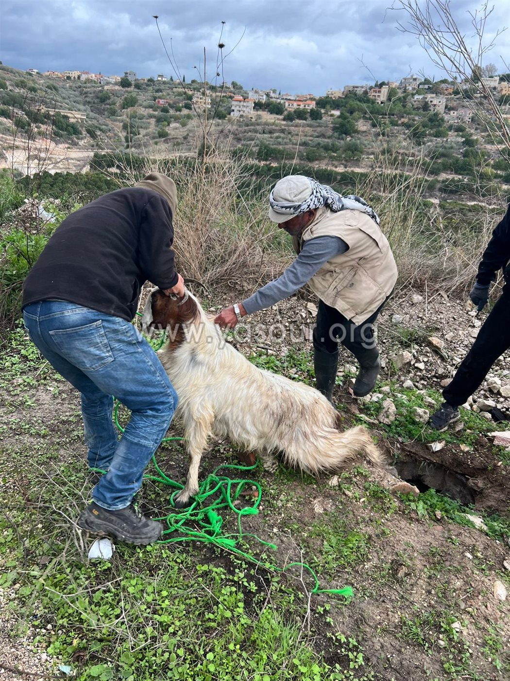 انقاذ العنزة صبحة بعد سقوطها في حفرة عميقة