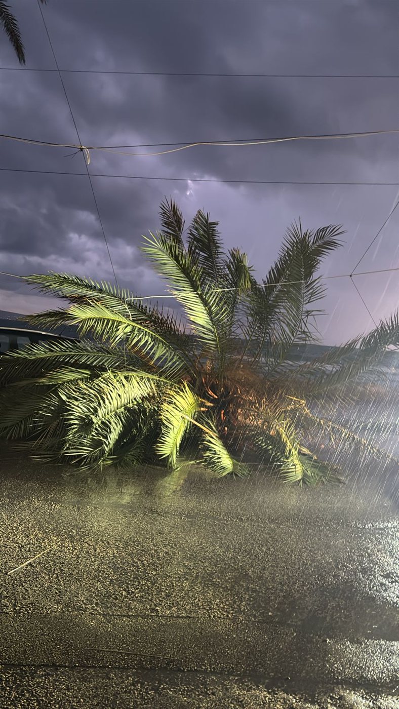 سقوط شجرة نخل كبيرة عند الكورنيش الجنوبي لمدينة صور