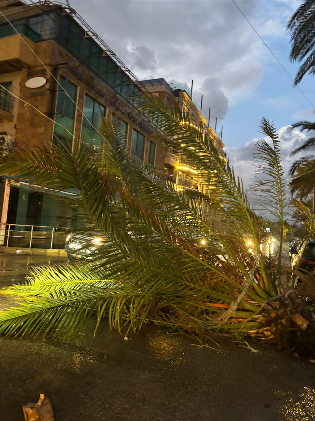 سقوط شجرة نخل كبيرة عند الكورنيش الجنوبي لمدينة صور