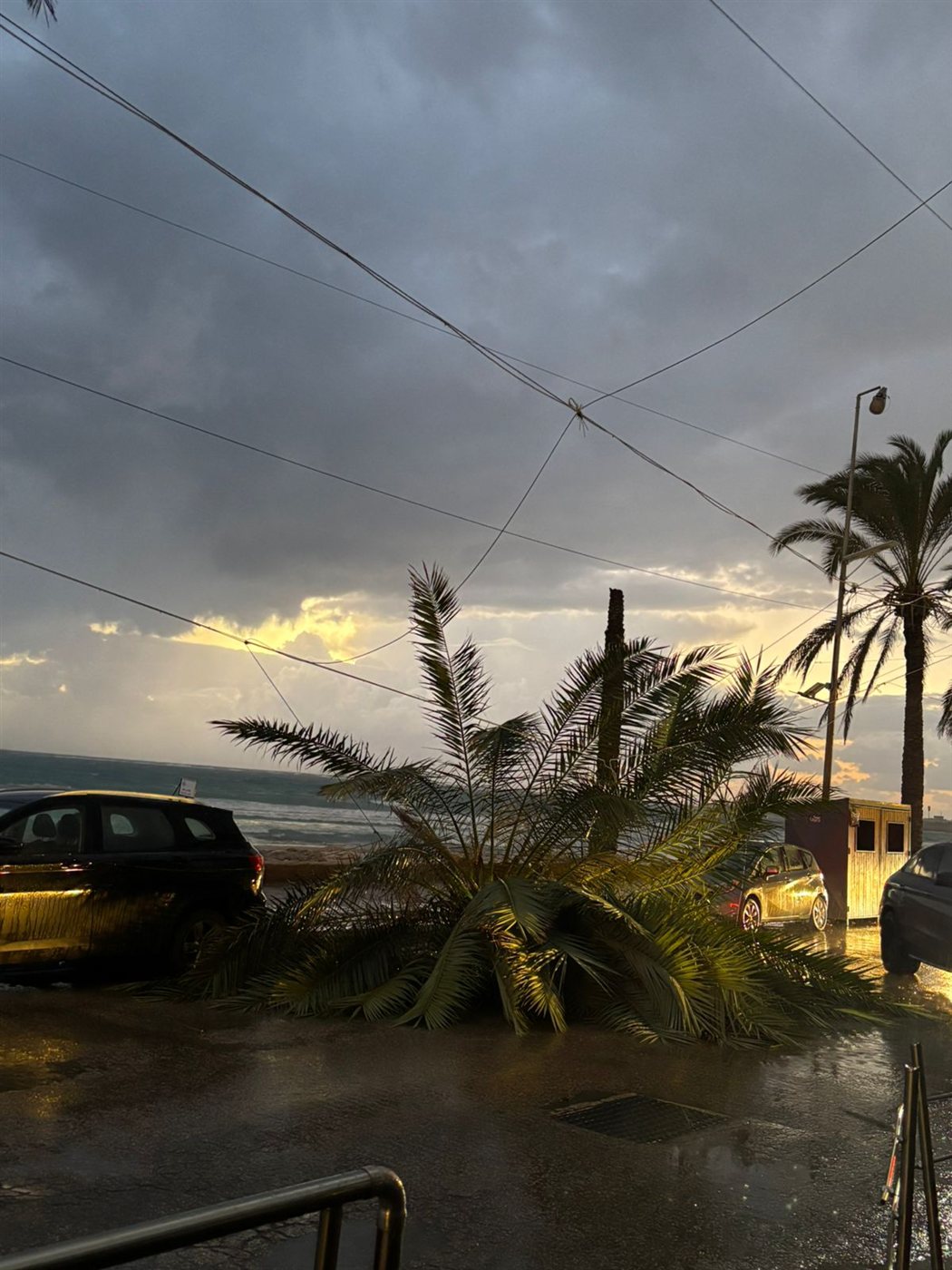 سقوط شجرة نخل كبيرة عند الكورنيش الجنوبي لمدينة صور