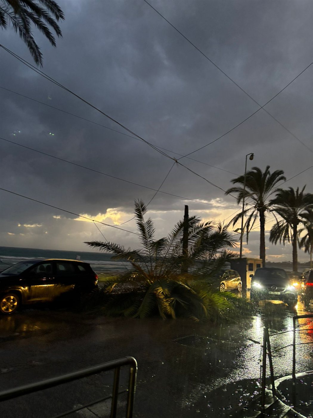 سقوط شجرة نخل كبيرة عند الكورنيش الجنوبي لمدينة صور