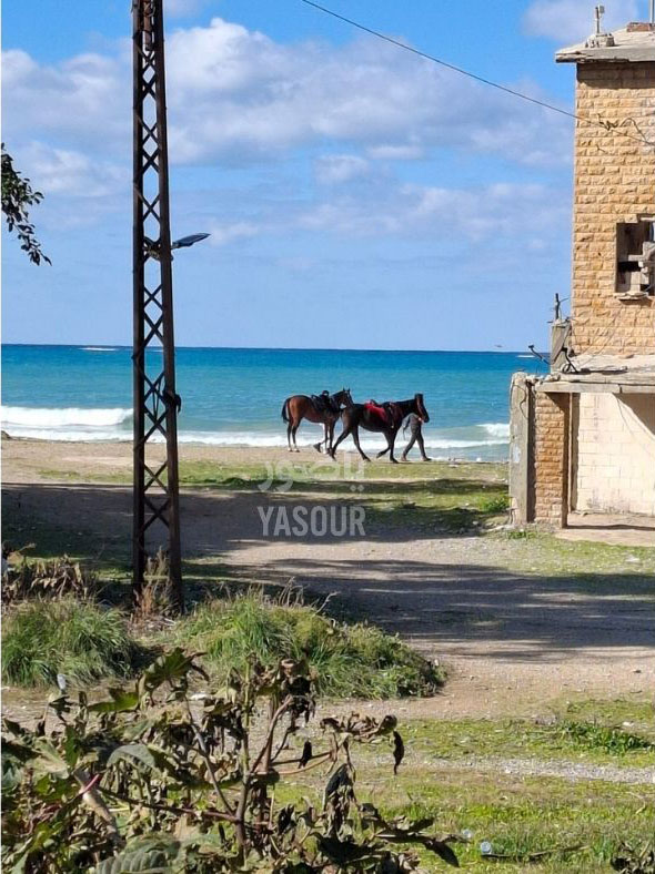 ارصفة صور لكل شيئ الا للمشاة .... جصان يركل فتاة صغيرة على الرصيف والفلتان مستمر