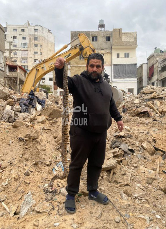 في صور: افاعي تحت الركام !