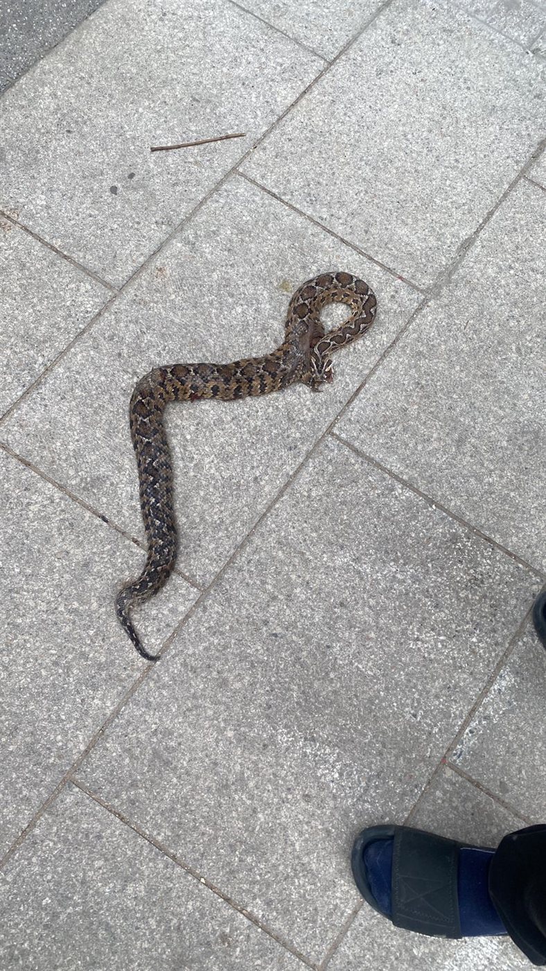 في صور: افاعي تحت الركام !