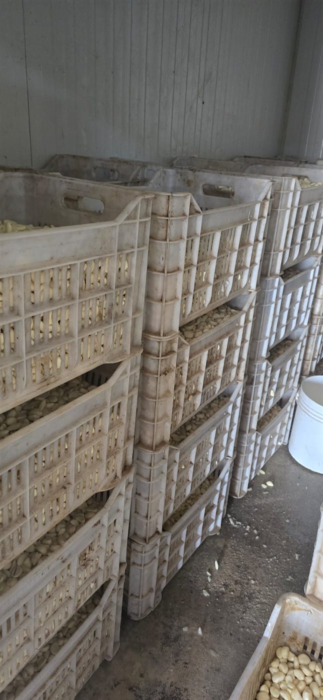 بالصور: ثوم فاسد صنع في خيم النازحين السوريين!