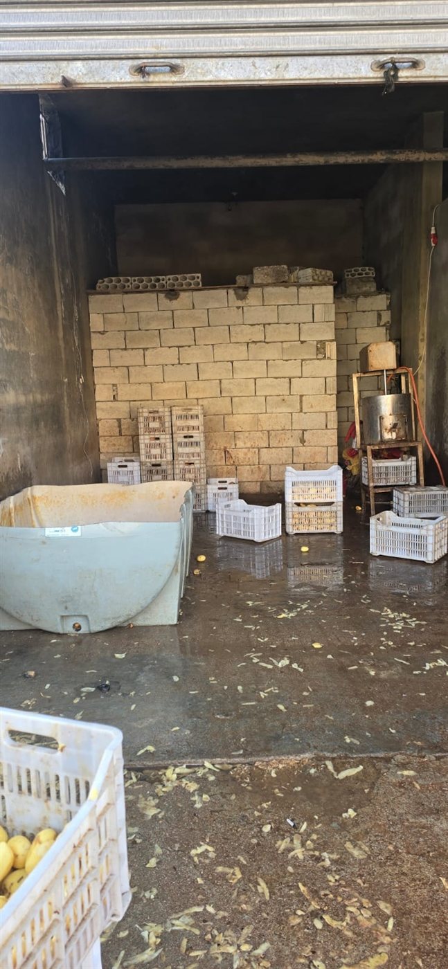 بالصور: ثوم فاسد صنع في خيم النازحين السوريين!