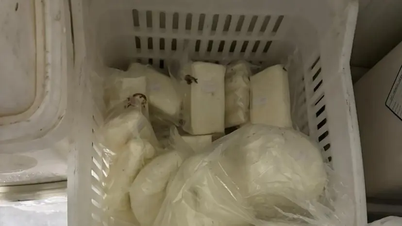 بالصور: الجمارك تضبط أكثر من 3 أطنان من الأجبان الملوثة