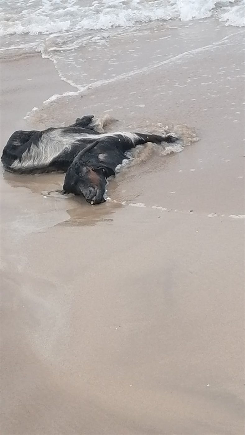 بالصور: جيفة في بحر صور!