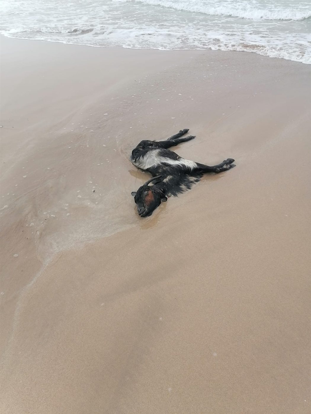 بالصور: جيفة في بحر صور!