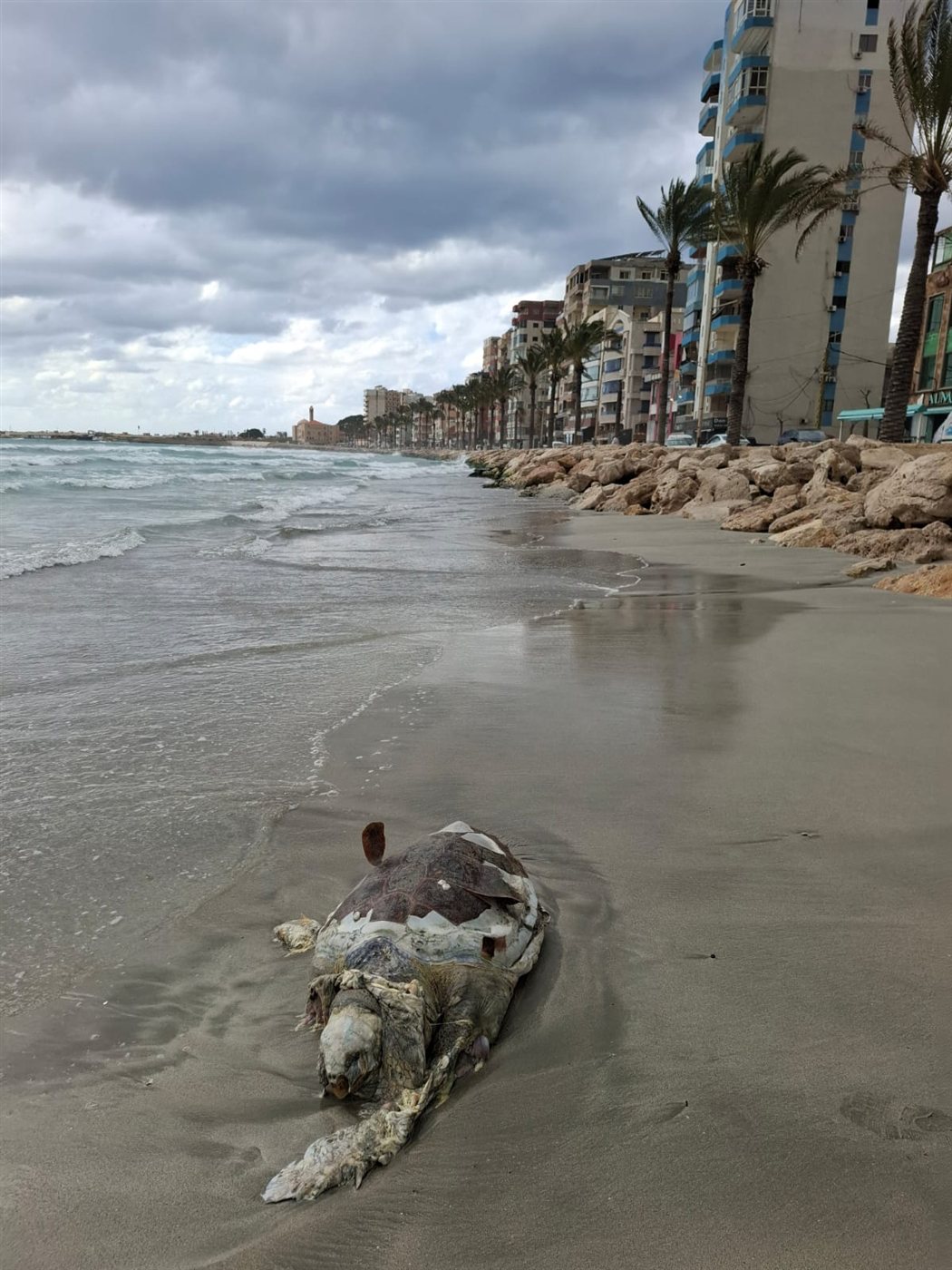 بالصور: سلحفاة بحرية نافقة على الشاطئ الجنوبي لمدينة صور