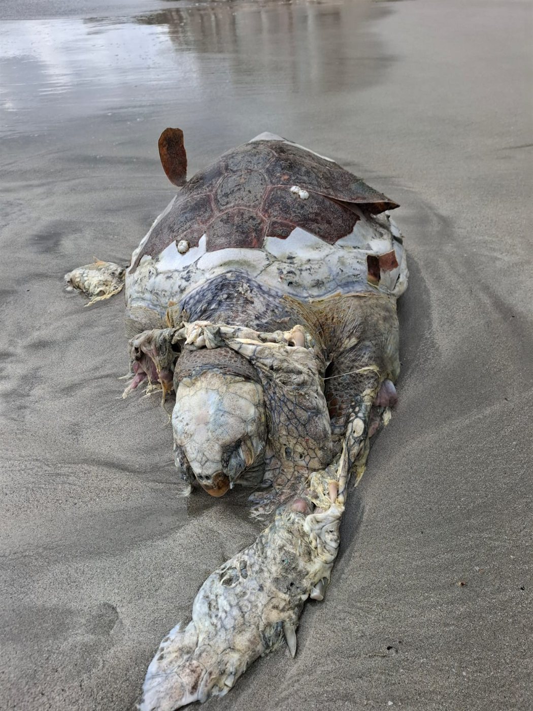 بالصور: سلحفاة بحرية نافقة على الشاطئ الجنوبي لمدينة صور