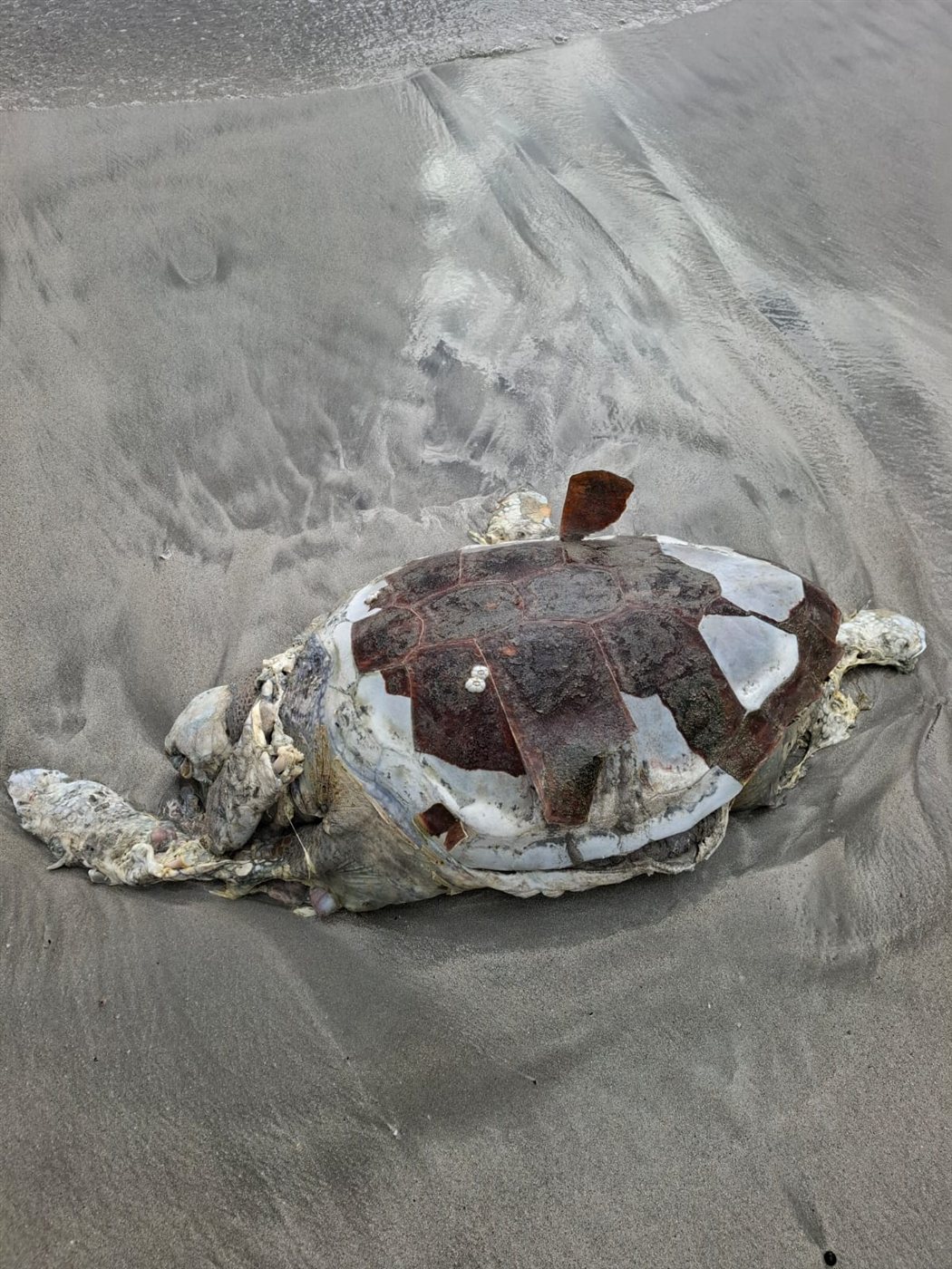 بالصور: سلحفاة بحرية نافقة على الشاطئ الجنوبي لمدينة صور