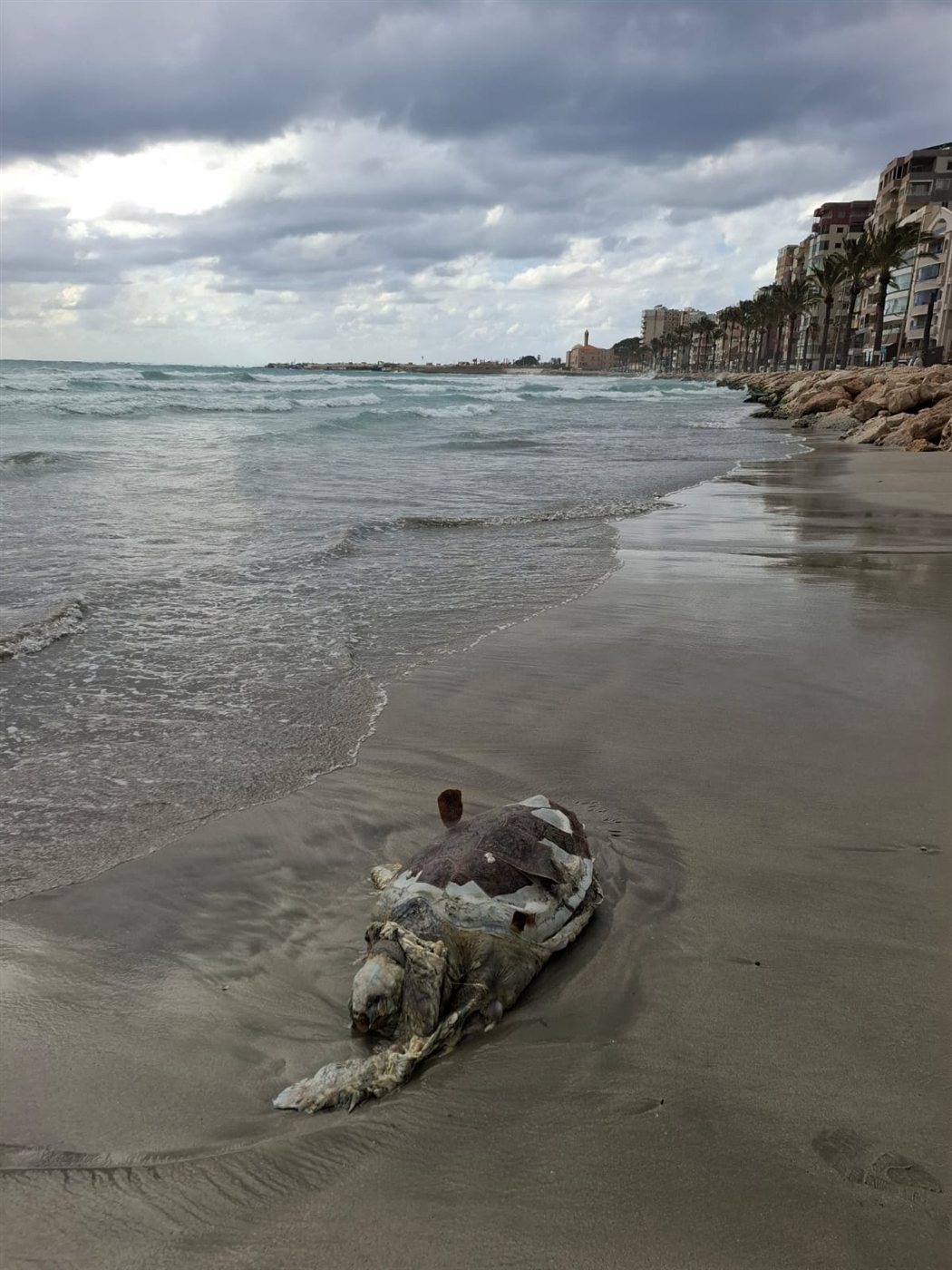 بالصور: سلحفاة بحرية نافقة على الشاطئ الجنوبي لمدينة صور