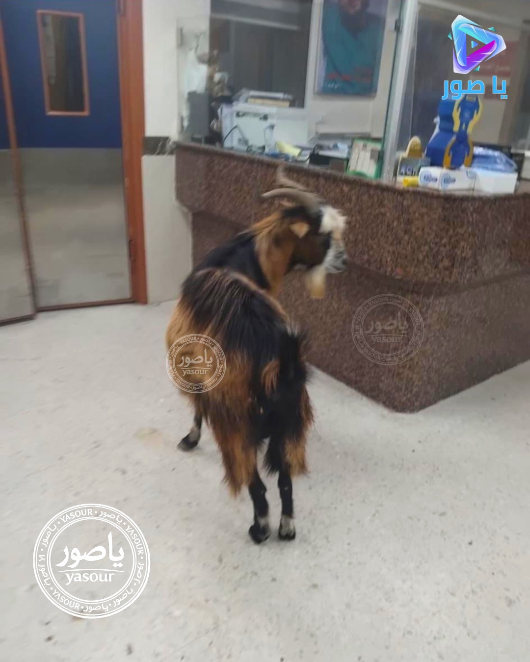 في مشهد لا يشبه إلا وجع هذه الأيام، وصلت عنزة وحيدة إلى مدخل مستشفى صلاح غندور في بنت جبيل لا صوت يرافقها، ولا صاحب ينتظرها