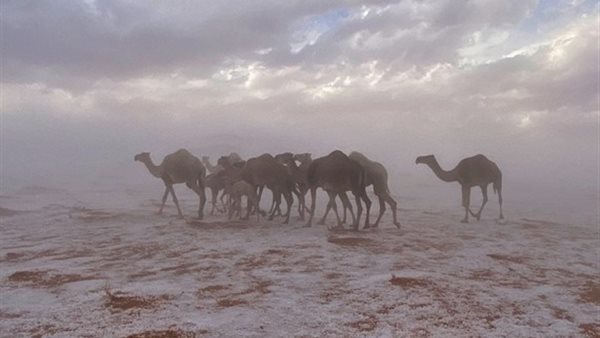 ياصور