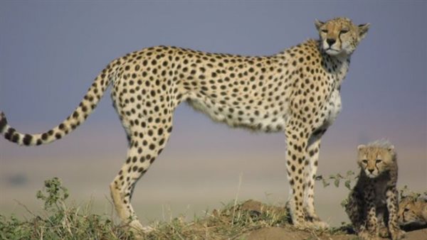 ياصور