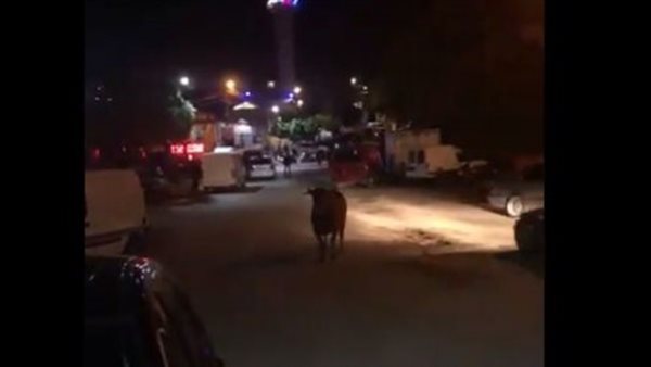 ياصور
