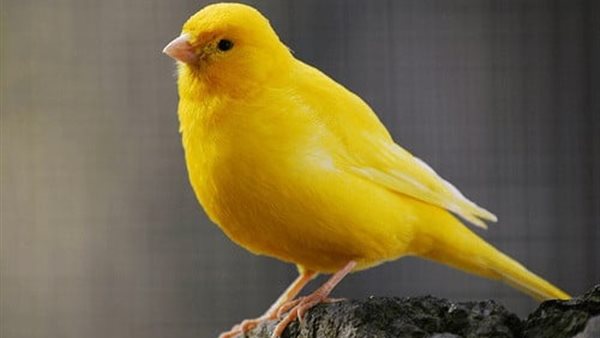 ياصور