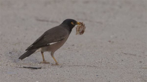 ياصور