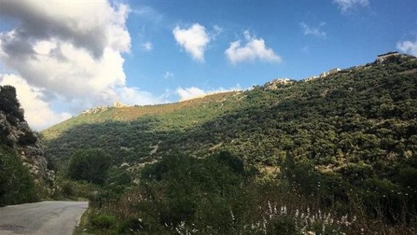 ارشيفية