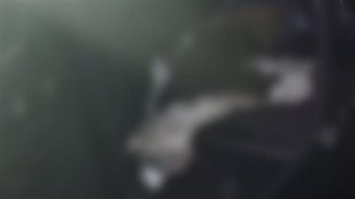 بعد اختفائه صباحاً... العثور على شاب مقتول في سيارته