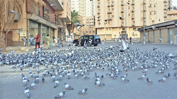 ياصور