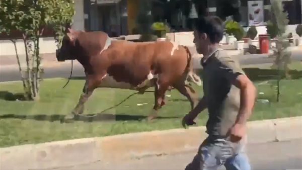 ياصور
