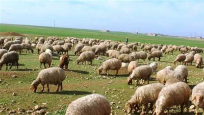 يذبحون الخراف الميتة ويبيعون لحمها للناس .... لحام وابنه في قبضة قوى الامن الداخلي!