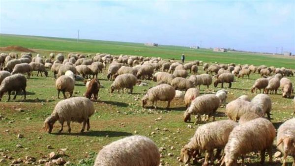 الصورة أرشيفية