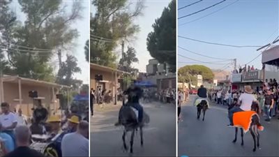 الحمار 