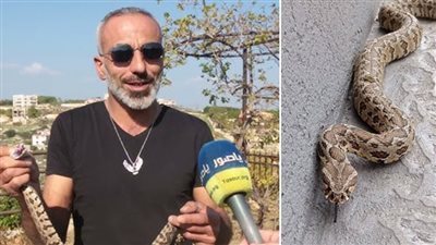 ⁨ أفعى فلسطين السامة تنتشر جنوباً وتلدغ طفل وامرأة وتحذيرات عن كيفية التعامل معها وطلب امصال لسمومها⁩