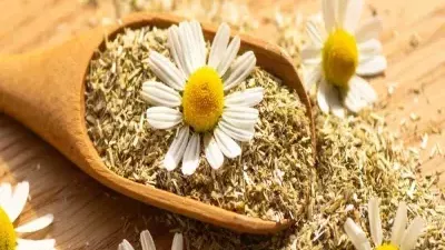 تحسّن النوم وتخفض ضغط الدم.. فوائد رائعة لعشبة البابونج