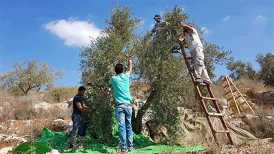 جنوباً: تسمم اريعة اشخاص اثنين منهم بحالة حرجة في ظروف غامضة اثناء قطاف الزيتون!