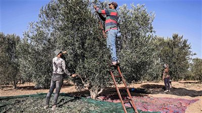 قطاف زيتون الجنوب يخضع 