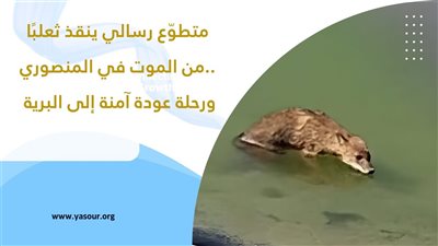 متطوّع رسالي ينقذ ثعلبًا من الموت في المنصوري.. ورحلة عودة آمنة إلى البرية