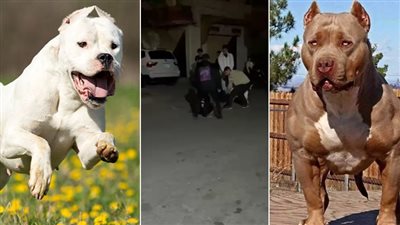 جنوباً: كلب شرس يهاجم فتى وينهش اعضاءه التناسلية!!