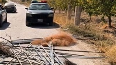 كارثة بيئيّة: أكبر عمليّة لمكافحة الصيد الجائر... إزالة ألوف الأمتار من الشبكات وتحرير عدد كبير من الطيور! (فيديو)