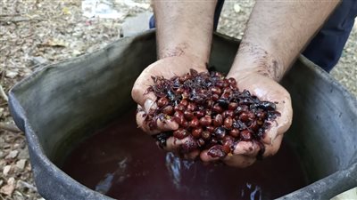 زيت الغار ... كنز من تراثنا وفوائده للشعر والبشرة والجسم مذهلة