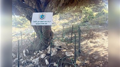تسلّقَ شجرة الأرز... معتدٍ وقّعَ على تعهّدٍ خطّيّ!