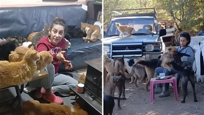حكاية سارة التي تقيم مع مجموعة كبيرة من الكلاب والقطط