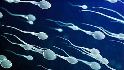 متى يبدأ إنتاج الحيوانات المنوية بالتراجع عند الرجل؟