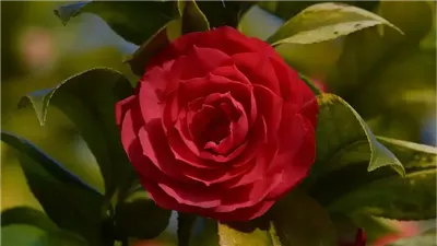 جمالها ليس للزينة فقط.. إليكِ 