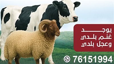 مزرعة الحاج طعان… وجهتكم المميزة لأضحية العيد